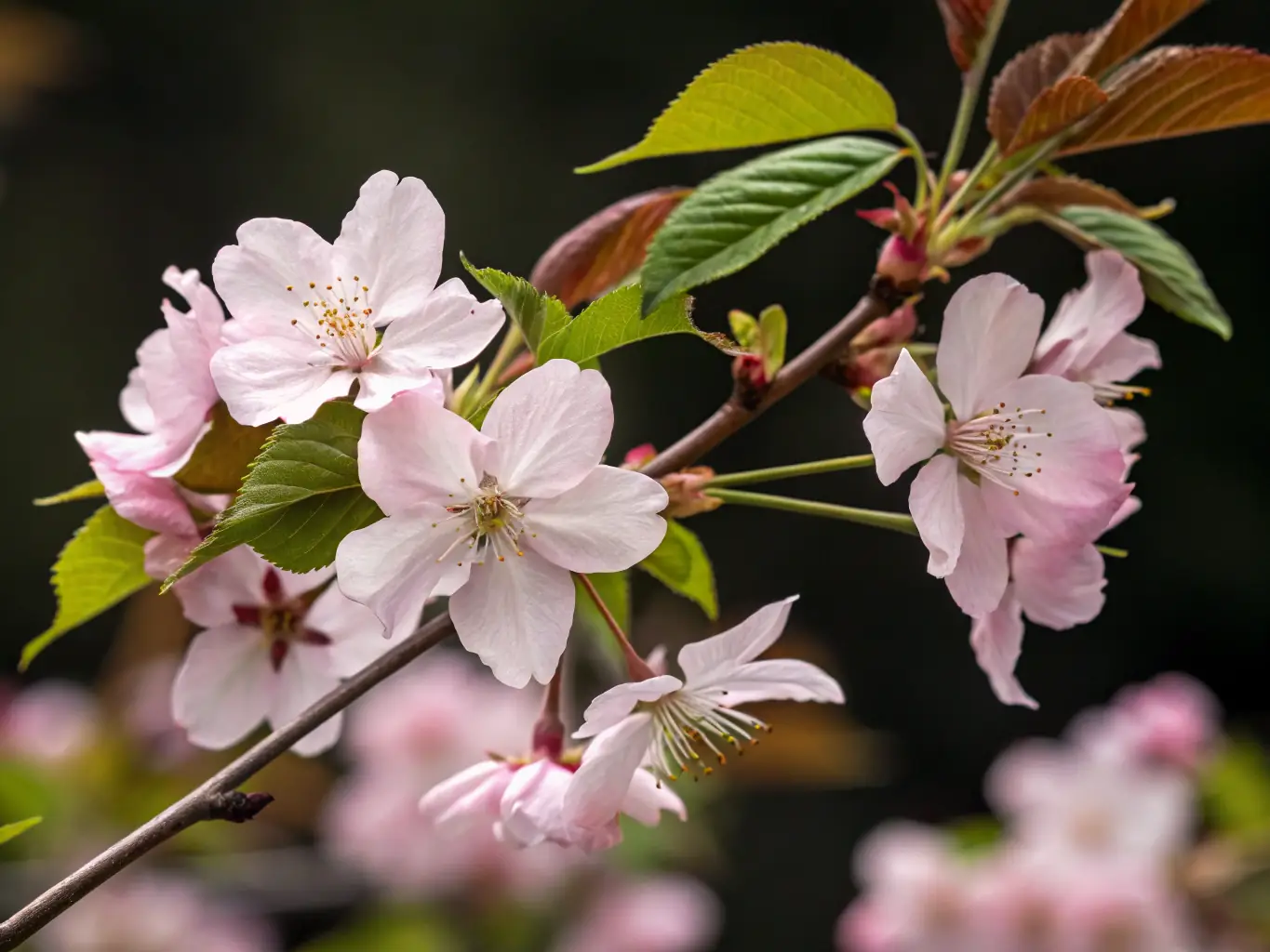 Cherry Blossoms